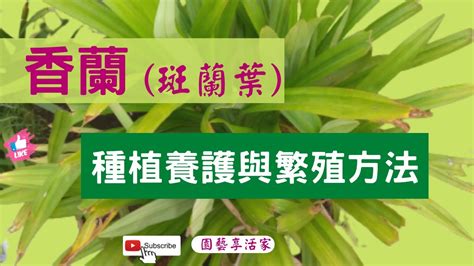 山澤卦 班蘭葉種植方法